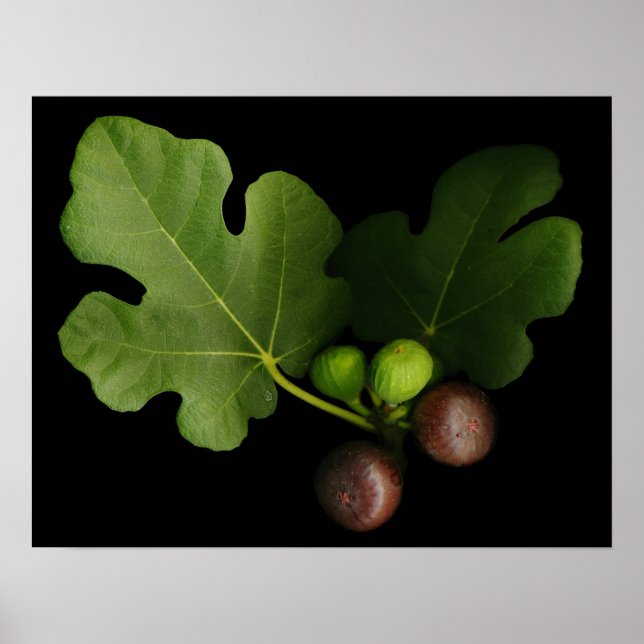 Gelinis Feigenbaumkunst Print Poster (Vorne)