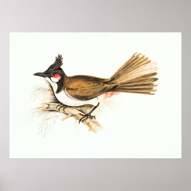 Gemälde der Vogelwelt von Bulbul Poster (Vorne)