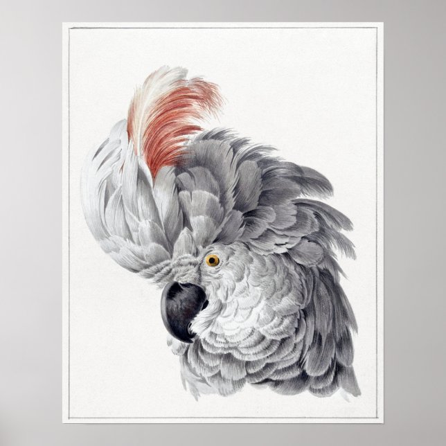 Gemälde eines Cockatoo Head Parrot - Aert Schouman Poster (Vorne)