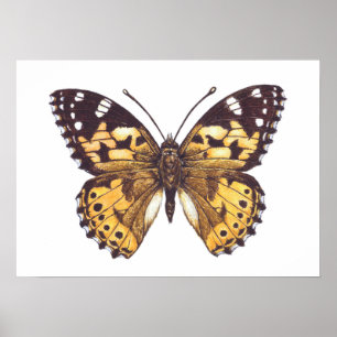 Gemäldeschmetterling Poster