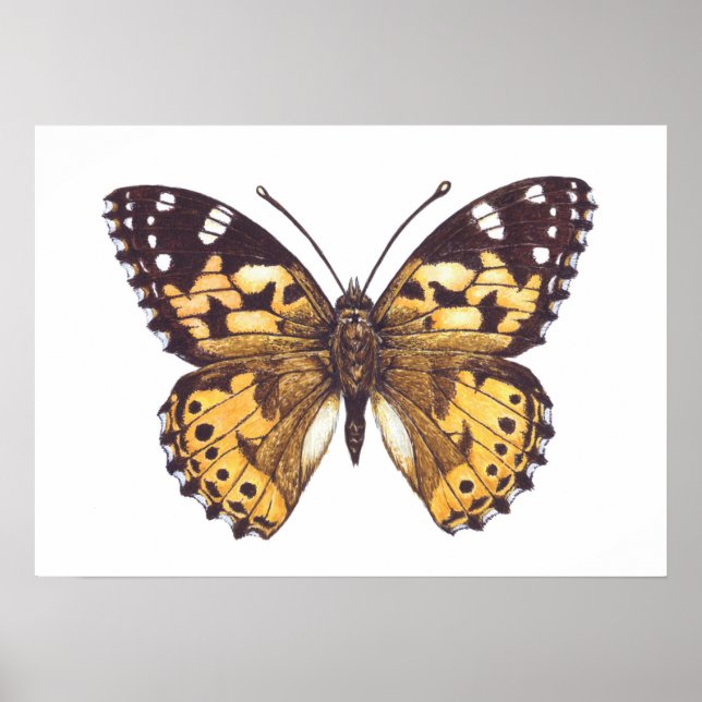 Gemäldeschmetterling Poster (Vorne)