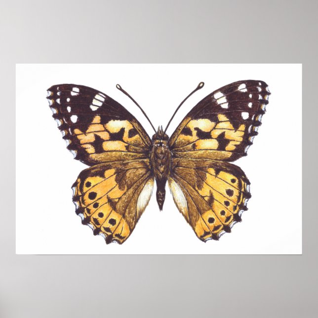Gemäldeschmetterling Poster (Vorne)