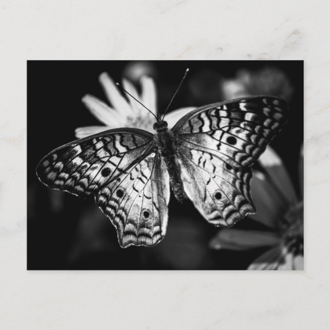 Gemäldete Lady Butterfly - Postkarte (Vorderseite)