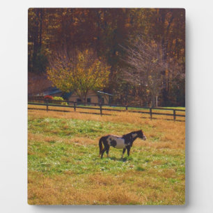 Gemäldetes Pferd in der Ferne Fotoplatte