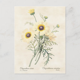 Gemalt Daisy Chrysanthemum Vintag Botanisch Postkarte