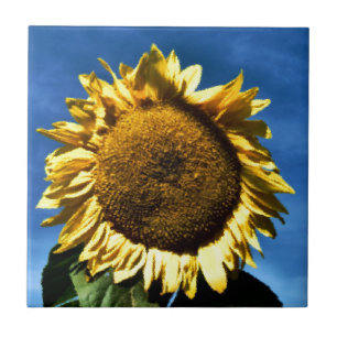 gemalte große gelbe Sonnenblume vor blauem Himmel Fliese