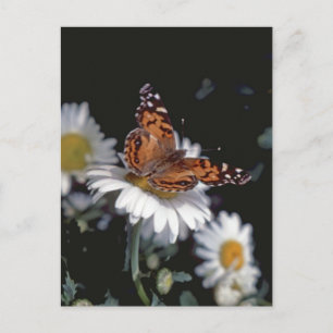 Gemalte Lady Butterfly auf der Daisy Postcard Postkarte