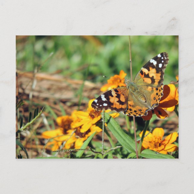 Gemalte Lady Butterfly auf Zinnia Postcard Postkarte (Vorderseite)