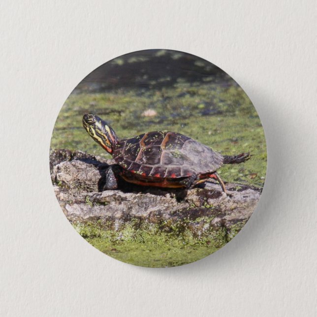 Gemalte Ostschildkröte Button (Vorderseite)
