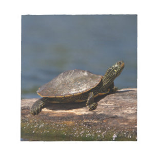 Gemalte Schildkröte auf einem Klotz Notizblock