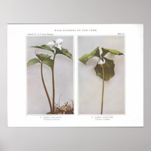 Gemalter Geweckte-Robin - Trillium undulatum Poster