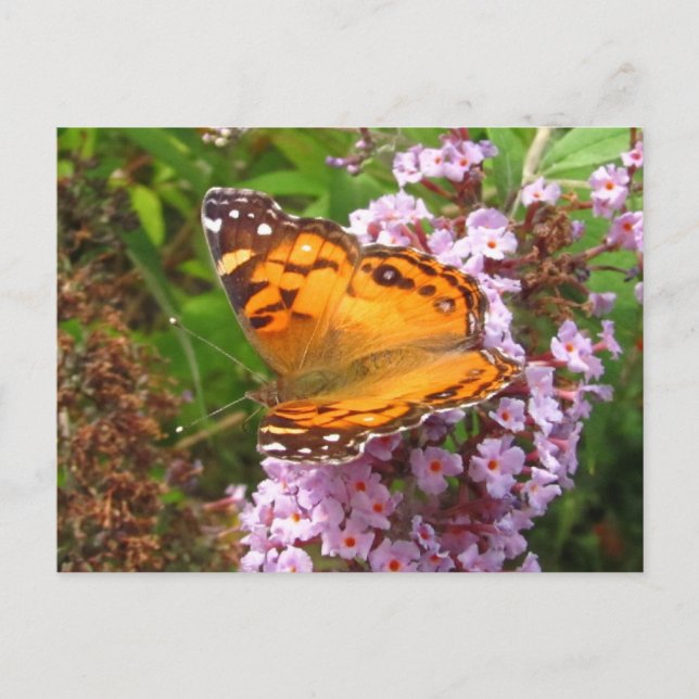 Gemalter Schmetterling ~ Postkarte (Vorderseite)