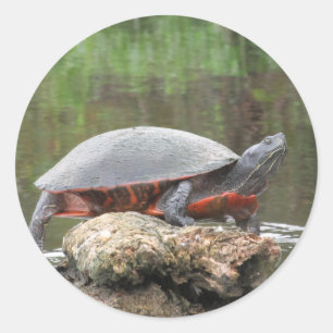 Gemaltes Schildkröte-Foto Runder Aufkleber