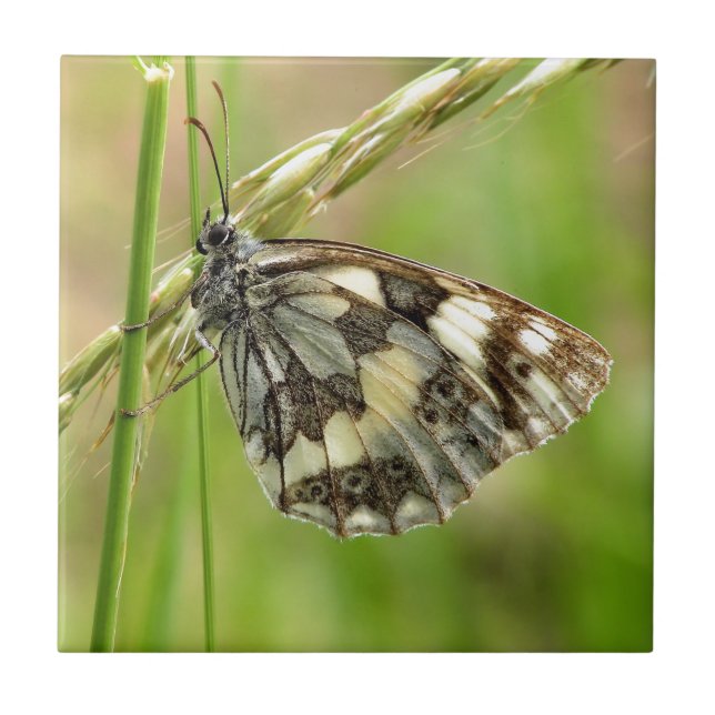 Gemarmorter weißer Schmetterling auf Gras Fliese (Vorderseite)