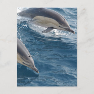 Gemeine Delphin Postkarte