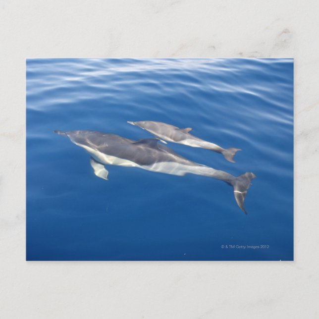 Gemeine Delphin Postkarte (Vorderseite)