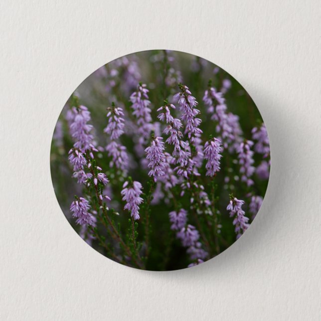 Gemeine Heide (Calluna gemein) Button (Vorderseite)