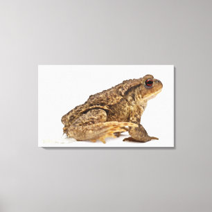 Gemeine Kröte oder europäische Kröte (Bufo bufo Leinwanddruck