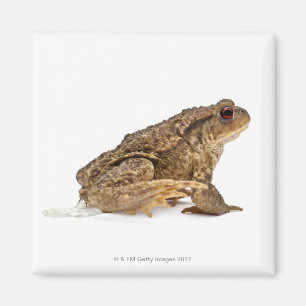 Gemeine Kröte oder europäische Kröte (Bufo bufo Magnet