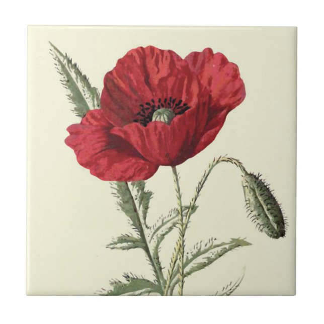 "Gemeine Mohnblumen-" botanische Illustration Fliese (Vorderseite)