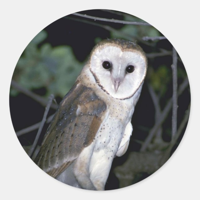 Gemeine Scheuneeule, Tyto alba, Kalifornien, USA Runder Aufkleber (Vorderseite)