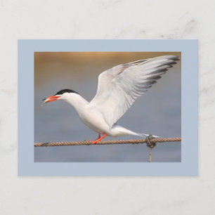 Gemeine Seeschwalbe Postkarte