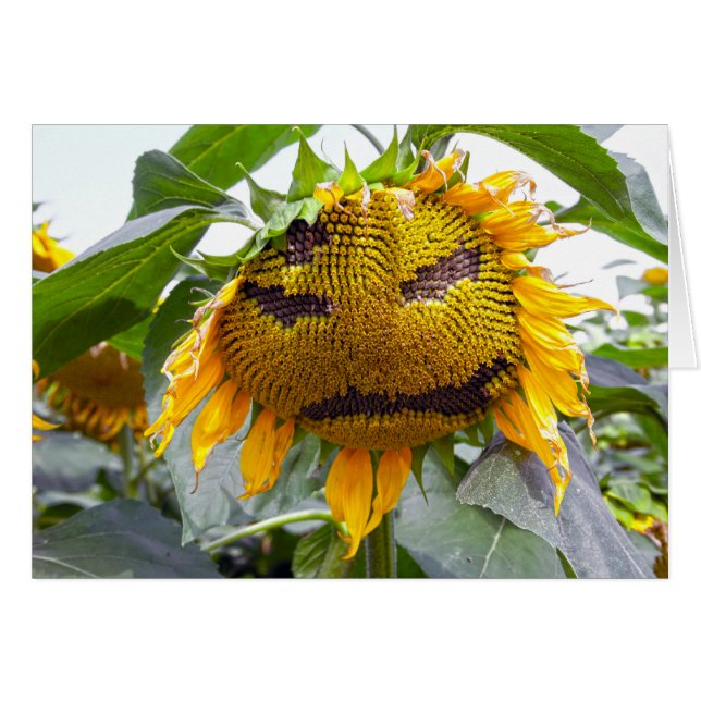 gemeine Sonnenblume (Vorderseite (Horizontal))