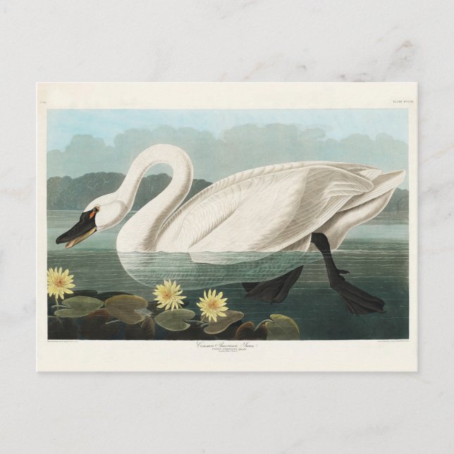 Gemeiner Amerikanischer Schwan, Vögel Amerikas, Vi Postkarte (Vorderseite)