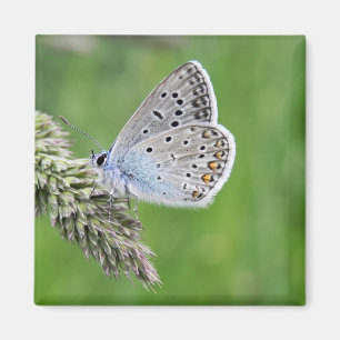 Gemeiner Blauer Schmetterling auf Gras Magnet