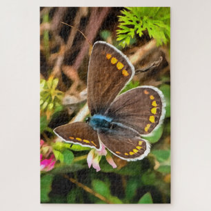 Gemeiner Blauer Schmetterling Polyommatus Icarus M