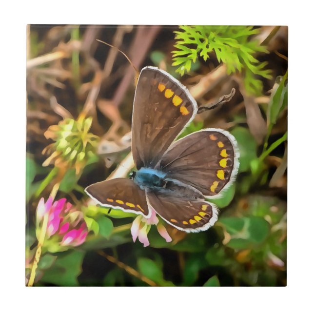 Gemeiner Blauer Schmetterling Polyommatus Icarus M Fliese (Vorderseite)