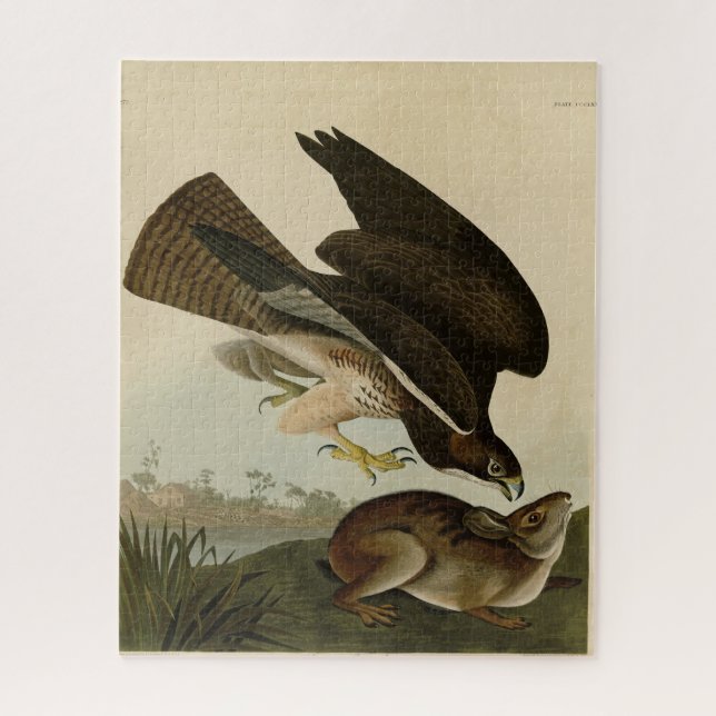 Gemeiner Buzzard - von Audubons Vögeln Amerikas (Vertikal)