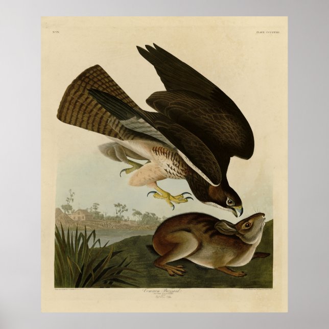 Gemeiner Buzzard - von Audubons Vögeln Amerikas Poster (Vorne)