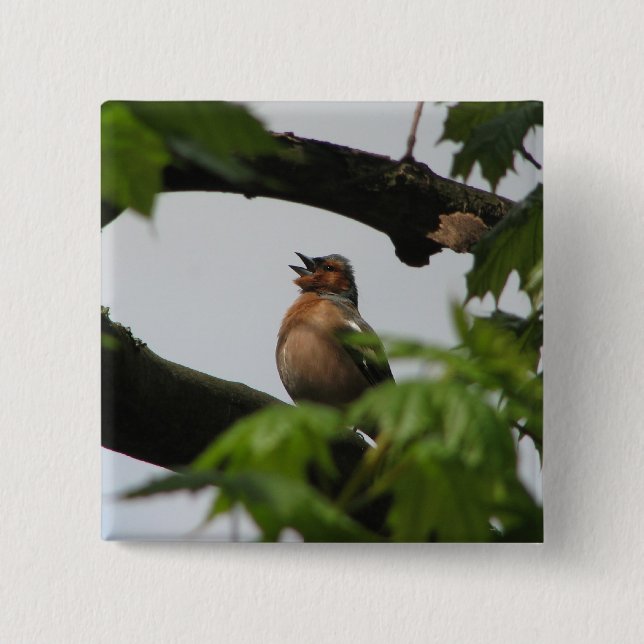 Gemeiner Chaffinch Button (Vorderseite)