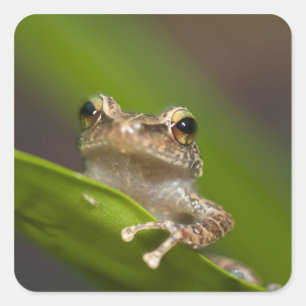 Gemeiner Coqui, Eleutherodactylus coqui Quadratischer Aufkleber