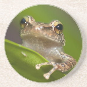 Gemeiner Coqui, Eleutherodactylus coqui Sandstein Untersetzer