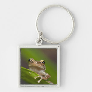 Gemeiner Coqui, Eleutherodactylus coqui Schlüsselanhänger