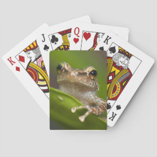 Gemeiner Coqui, Eleutherodactylus coqui Spielkarten