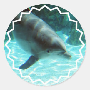 Gemeiner Delphin-Aufkleber Runder Aufkleber