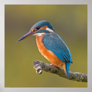 Gemeiner Eisvogel Poster