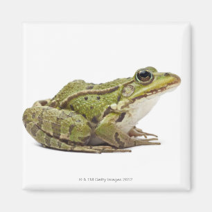 Gemeiner europäischer Frosch oder essbarer Frosch Magnet