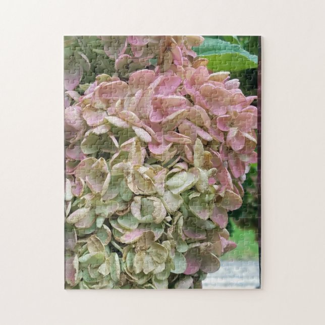 Gemeiner Garten Hydrangea (Vertikal)