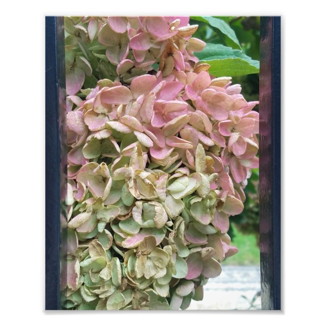 Gemeiner Garten Hydrangea Fotodruck (Vorne)