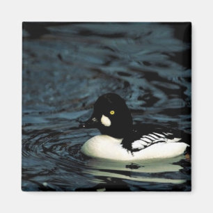 Gemeiner Goldeneye Magnet