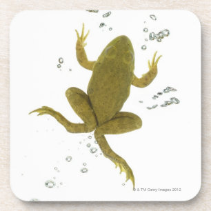 gemeiner grüner Frosch Untersetzer