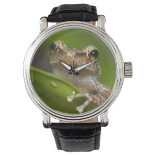 Gemeiner Kakao, Eleutherodactylus coqui Armbanduhr