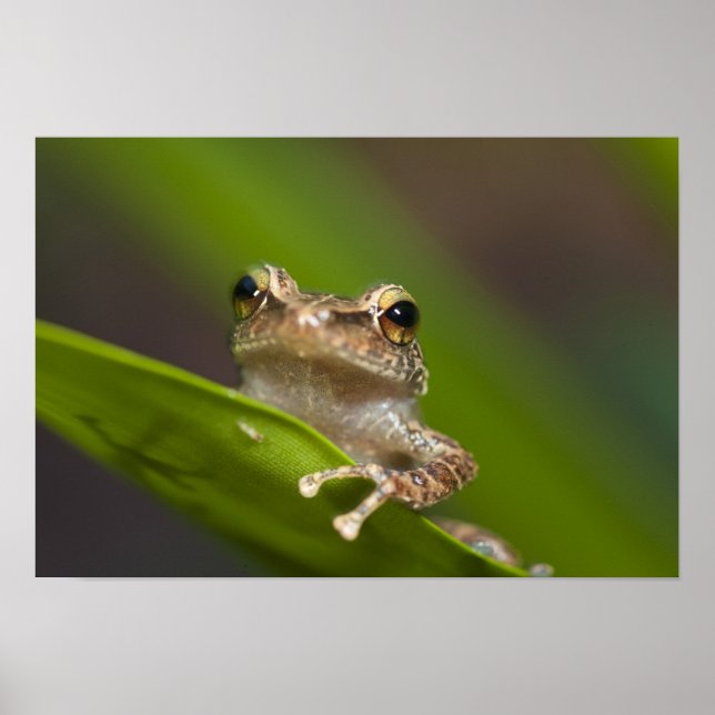 Gemeiner Kakao, Eleutherodactylus coqui, El Poster (Vorne)