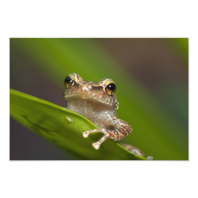 Gemeiner Kakao, Eleutherodactylus coqui Fotodruck (Vorne)