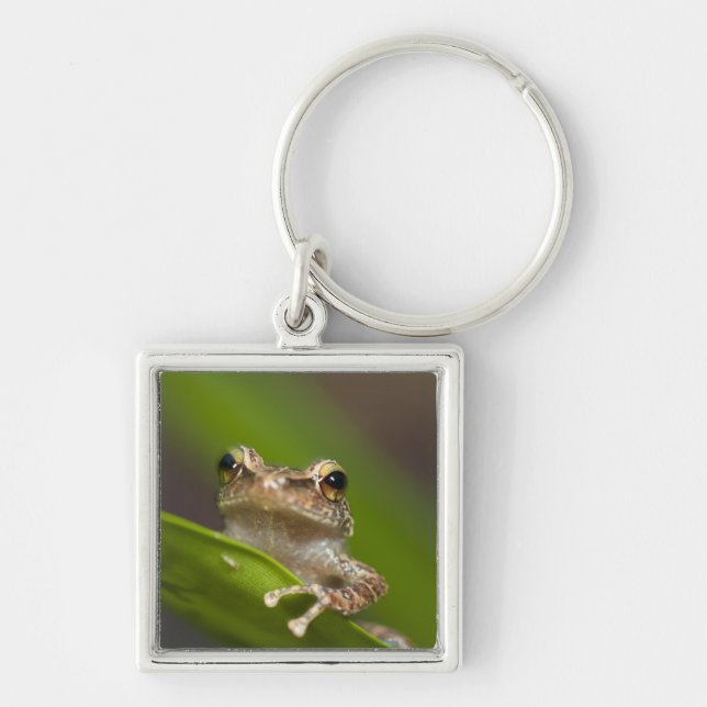 Gemeiner Kakao, Eleutherodactylus coqui Schlüsselanhänger (Vorne)