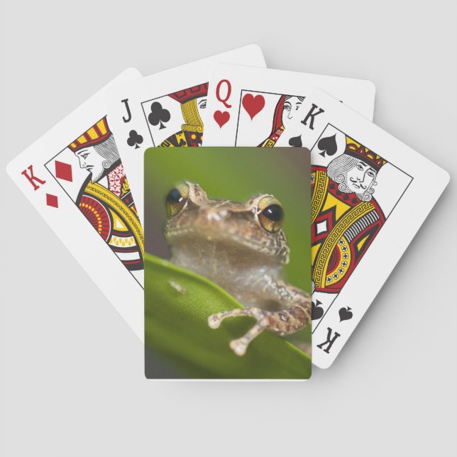 Gemeiner Kakao, Eleutherodactylus coqui Spielkarten (Rückseite)